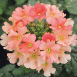 Verbena Vera Trailing Peach